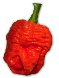 Trinidad scorpion moruga